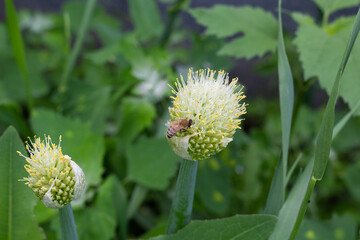 A bee collects nectar on a flowering green onion. Summer in the garden. Close-up. Place for your text.