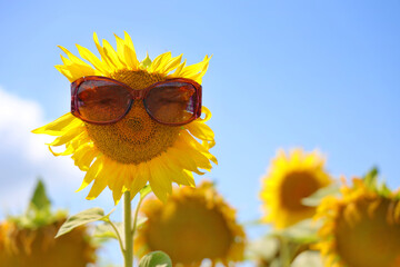 Smiling sunflower with sunglasses on summer sky background as concept good mood of healthy lifestyle for positive advertising banner, poster, label, greeting card, invitation, etc.