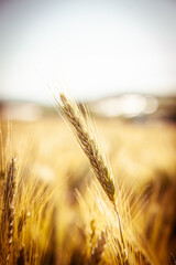 Getreide in der Sonne