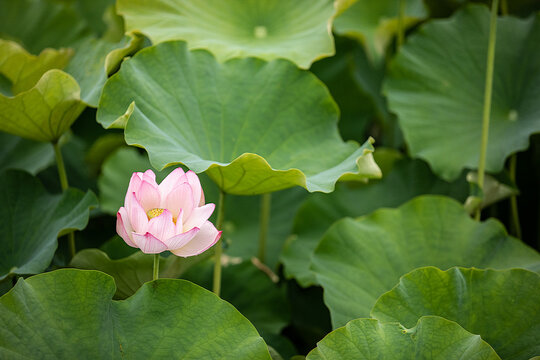 花脈 Images Browse 71 Stock Photos Vectors And Video Adobe Stock