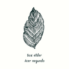 Box elder (Acer negundo) leaf. Ink black and white doodle drawing in woodcut style.