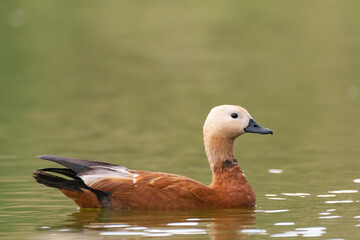 Red duck Tadorna ferruginea on the lake surface