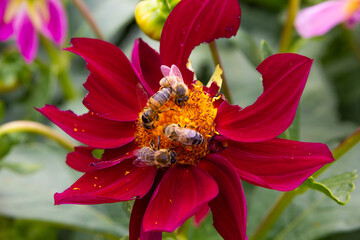 A bees collects nectar on a large beautiful zinnia chamomile. Summer in the garden. Close-up. Place for your text.
