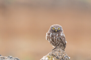 Bird female Little owl Athene noctua sitting on a stone and looks forward
