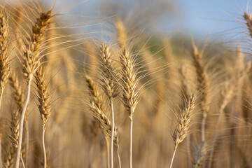 Close up of ripe wheat ears. Rich harvest concept.