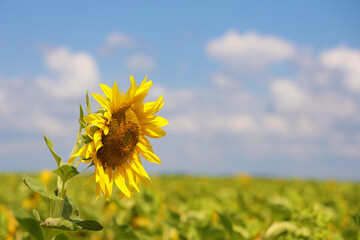 Tall sunflower in field against background of  summer sky.