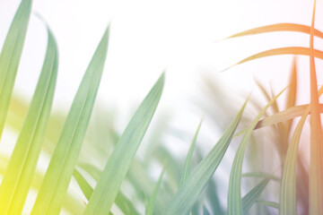 cololful tropical palm leaf with shadow on white wall