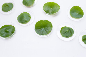 Fresh green centella asiatica leaves in petri dishes on white background.