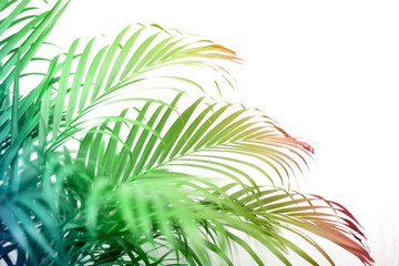 cololful tropical palm leaf with shadow on white wall