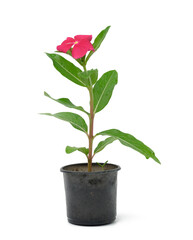 blooming Catharanthus pink in black plastic pot isolated on white background