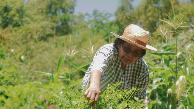 Asian elderly women farming Grow organic vegetables to cook at home. Walk through the produce and check for plant diseases. The concept of sufficiency mixed farming for the elderly