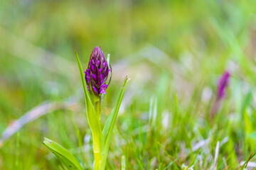 Purple orchid flowers Orchid - Orchis on a green field. The background is beautiful bokeh.