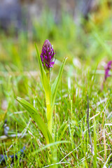 Purple orchid flowers Orchid - Orchis on a green field. The background is beautiful bokeh.