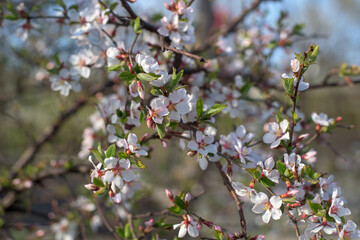 tree flowers