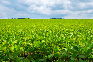 Fototapeta na wymiar Endless field with soybeans. Eco friendly agriculture modern ideas. Harvesting. Soya bean sprout growing on an industrial scale. Summer landscape, Wallpaper with the blue sky.