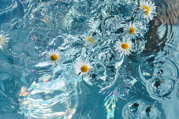 flowers of daisies on a blue water surface. splashes, waves and drops in the pool. summer mood,...