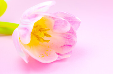 Obraz na płótnie Canvas Pink tulip on the pink background. Congratulation postcard for mother's day or international women's day. Minimalism, beautiful natural wallpaper. Spring flowers.