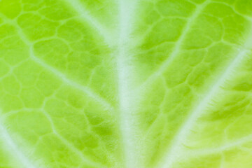 Green leaf close up. Fresh leaves texture background. Natural eco wallpaper. Vegetarian food. Vegetable and vitamins products. Macro photo.