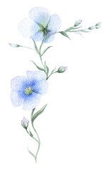 Obraz na płótnie Canvas Blue flowers hand drawn in watercolor isolated on a white background. Watercolor illustration. Floral watercolor element. Forget-me-not 