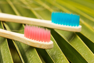 Cepillos de dientes de bambú de colores sobre un fondo de una planta verde. Vista de frente y de cerca.