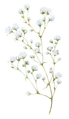 A gypsophila branch hand drawn in watercolor isolated on a white background. Watercolor illustration. Floral watercolor element.

