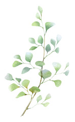 Green leafy branch hand drawn in watercolor isolated on a white background. Watercolor illustration. Floral watercolor element. Greenery. 
