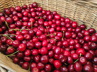 delicious fresh red sweet cherries in basket. small farmers market detail cherries