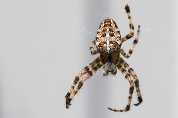 A spider weaves a web in close-up.