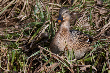 Stockenten im Frühjahr in der Spree bei der Sonnenbad	