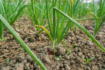 Row upon row of onions in the ground. Close-up image of onion.