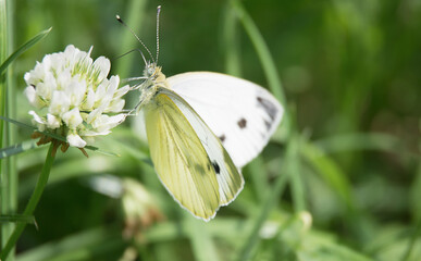 white butterfly sits on a flower and drinks nectar