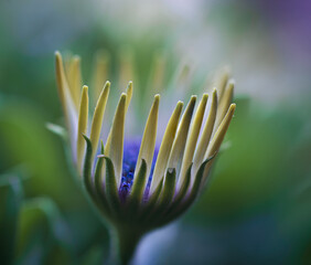 osteospermum - african daisy