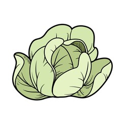 Cabbage color variation for coloring page isolated on white background
