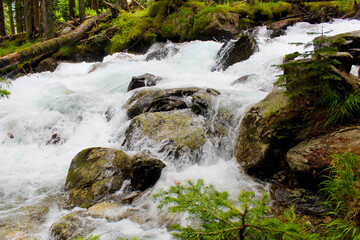 Fototapeta premium mountain river in the forest of Arkhyz
