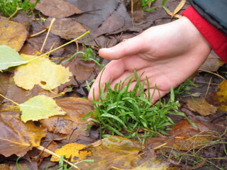 leaves in hand
