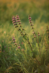 field grass in the warm rays of the sunset