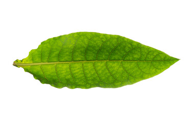 Tobacco leaf isolated on white background