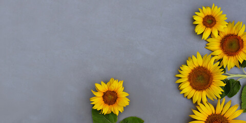 Top view composition border of rustic sunflowers on dark gray background with copy space as concept of healthy eating for advertising banner, label, poster, postcard, invitation, sticker, etc.