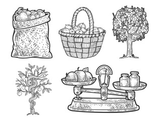 Apple fruit and tree set collection line art sketch engraving vector illustration. T-shirt apparel print design. Scratch board imitation. Black and white hand drawn image.