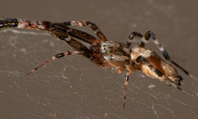 Spider in its web, macro photography, dark background, selective focus.