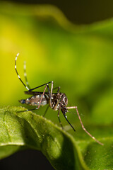 Aedes aegypti mosquito that transmits Dengue in Brazil perched on a leaf, macro photography,...
