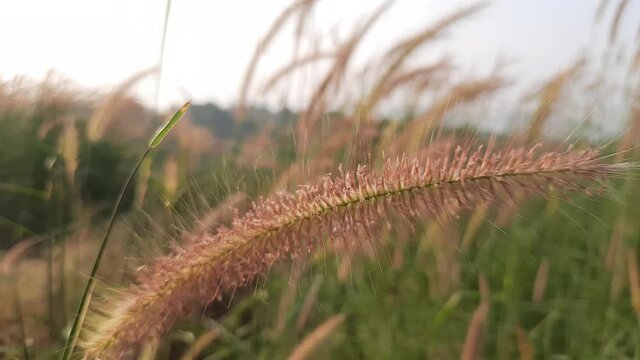 Flower grass background. desho grass flower field. grass flower. 