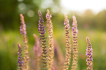 lilac wildflowers in the sunset