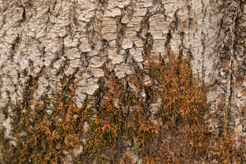 Embossed texture of the bark of oak. Photo of the oak texture with moss.