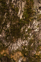 Embossed texture of the bark of oak. Photo of the oak texture with moss.