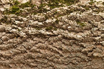 Embossed texture of the bark of oak. Photo of the oak texture with moss.
