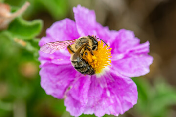 the bee collects the essence of the flower