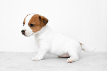 Close-up cute little puppy of Jack Russell terrier dog. Jack russell terrier puppy on a white background. Copyspace for ad, design.