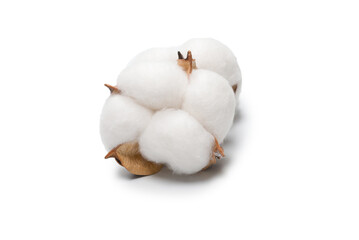 Cotton flower branch isolated on white background.