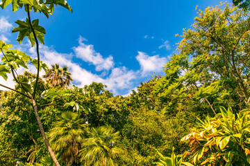 Conjunto de árboles con el cielo y nubes de fondo
